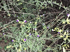 Scutellaria mexicana