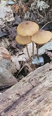 Entoloma formosum