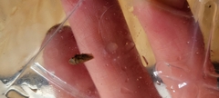 Aphrodes