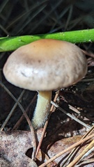 Collybiopsis peronata