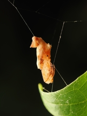 Arachnura