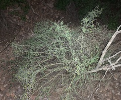Scutellaria mexicana
