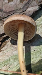 Collybiopsis peronata