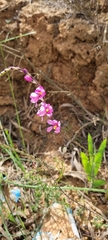 Ixia scillaris