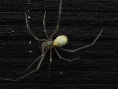 Enoplognatha ovata