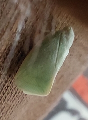 Flatormenis proxima