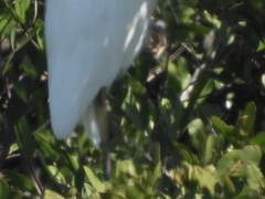 Ardea herodias occidentalis