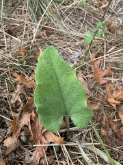 Reynoutria sachalinensis