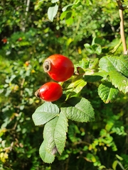 Rosa canina
