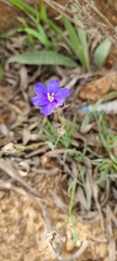 Aristea africana
