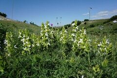 Salvia scabiosifolia