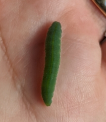 Pierinae
