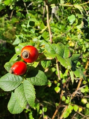 Rosa canina