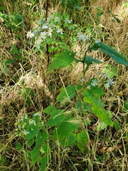 Symphyotrichum drummondii