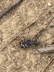 Cicindela tranquebarica
