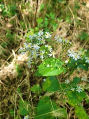 Symphyotrichum drummondii