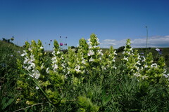 Salvia scabiosifolia