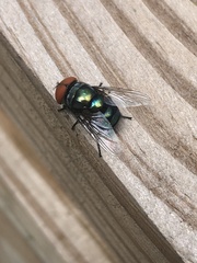 Chrysomya megacephala