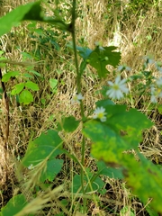 Symphyotrichum drummondii