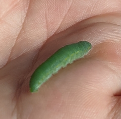 Pierinae