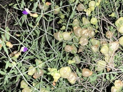 Scutellaria mexicana