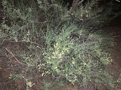 Scutellaria mexicana