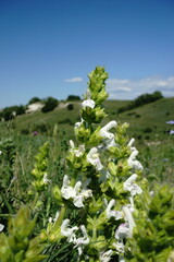 Salvia scabiosifolia