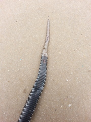 Heterodon platirhinos