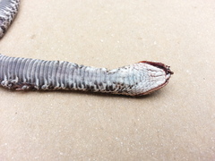 Heterodon platirhinos