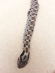 Heterodon platirhinos