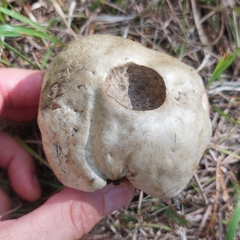 Rubroboletus satanas