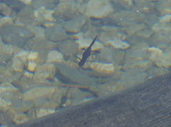 Ichthyosaura alpestris