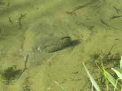 Unionoidea
