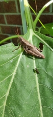 Melanoplus scudderi