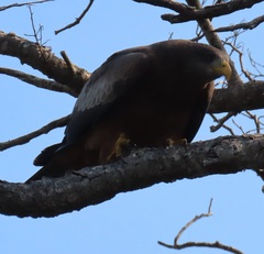 Milvus migrans parasitus
