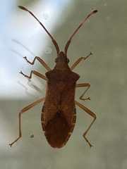 Gonocerus acuteangulatus
