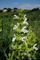 Salvia scabiosifolia