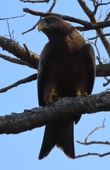 Milvus migrans parasitus