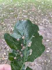 Callirhytis quercusfutilis