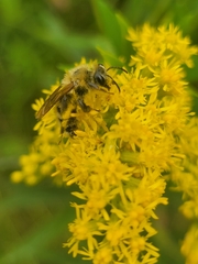 Andrena hirticincta