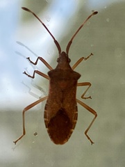 Gonocerus acuteangulatus