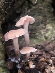 Laccaria bicolor