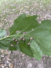 Callirhytis quercusfutilis