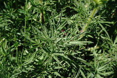 Salvia scabiosifolia