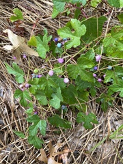 Ampelopsis