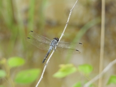 Potamarcha congener