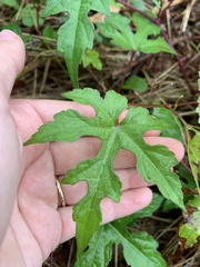 Vitis aestivalis