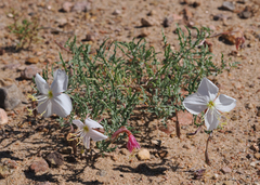 Oenothera pallida runcinata