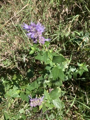 Agastache foeniculum