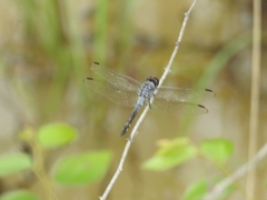 Potamarcha congener